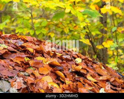 Un tas de feuilles d'automne colorées sur le sol avec un fond de forêt floue. Banque D'Images
