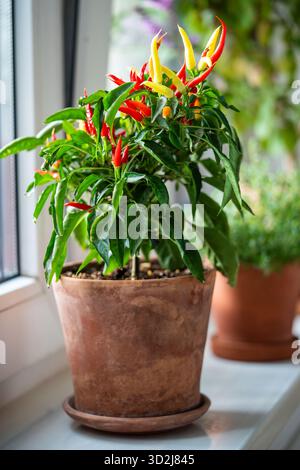 Jardin de la maison sur le rebord de la fenêtre de la cuisine, pot de piments rouges jaunes poussant à l'intérieur sur la fenêtre. Banque D'Images