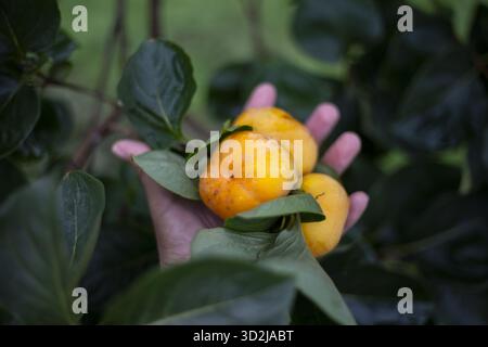 Human Hand présente délicatement un fruit de kaki orange éclatant, cueilli directement à partir d'un arbre vert luxuriant. récolte extérieure fraîche capture l'abondance naturelle et Banque D'Images