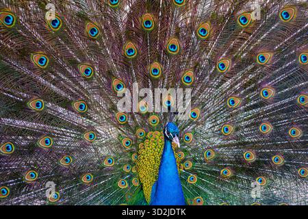 Beau paon. Plumes colorées de paons. Paon avec plumage ouvert. Peacock dans la nature. Gros plan du motif paon. Faune exotique lumineuse Banque D'Images