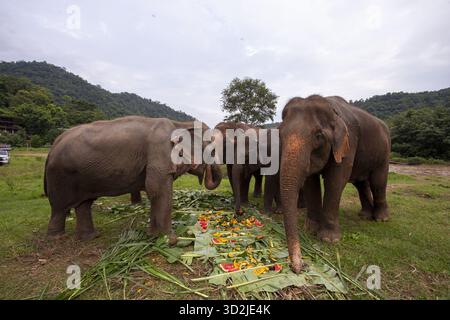 Paisible famille d'éléphant d'Asie appréciant le repas dans la nature. Animal majestueux se nourrissant de fruits et légumes de grandes feuilles vertes dans un sanctuaire extérieur Banque D'Images