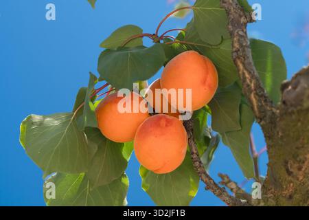 Gros plan d'abricots dans un verger de fruits près de la Batie Verdun, Drôme, Provence, France, Europe. Banque D'Images