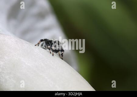 Curieuse araignée sautante noire et blanche sur pétale de fleur blanche. Cette photo macro capture de minuscules arachnides avec des détails complexes dans la faune et la flore du jardin naturel Banque D'Images