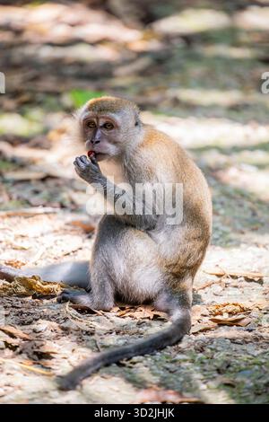 Le macaque crabier (Macaca fascicularis) dans le macaque crabier (Macaca fascicularis) du Chestnut nature Park à Singap à Singapour. C'est le cas Banque D'Images