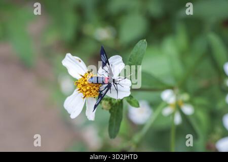 Le papillon noir et bleu avec des marques rouges repose sur une fleur blanche délicate, mettant en valeur des détails complexes Banque D'Images