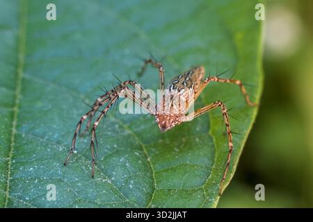 Araignée lynx brune attentive repose sur une feuille verte vibrante dans un cadre naturel. Cette vue macro en gros plan montre la jambe épineuse d'arachnide et la tapissure complexe Banque D'Images