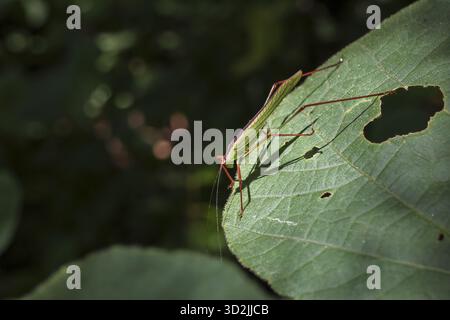 L'insecte sauterelle vert serein repose sur une grande feuille de plante dans la nature. Macro vue sur la faune d'un petit insecte assis à l'extérieur au soleil, projetant une ombre délicate Banque D'Images