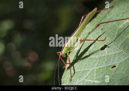 Sauterelle vert calme avec de longues jambes repose sur de grandes feuilles dans un cadre naturel sauvage. Cette photo macro montre l'ombre détaillée et l'antenne d'un minuscule insecte dans Banque D'Images