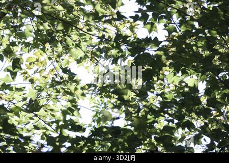Vue sereine vers le haut de la verdure verdoyante canopée d'arbres avec la belle lumière du soleil filtrant à travers. paisible, abstrait nature fond de feuillage montrant calme s Banque D'Images