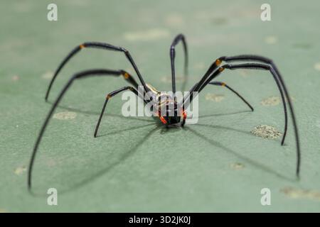 Araignée noire et dorée effrayante avec longue jambe sur feuille verte. arachnide effrayant, tisserand de soie dorée, attend patiemment dans la nature, symbole de la faune Banque D'Images