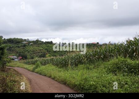 Paysage rural tranquille déploie un vaste ciel nuageux. scène paisible avec chemin de terre sinueux menant à travers des champs de maïs verdoyants et roulants lointains Banque D'Images