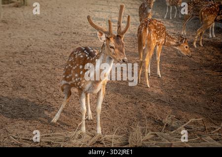 Cerf rouge dans un zoo. Khulna, Bangladesh. Banque D'Images