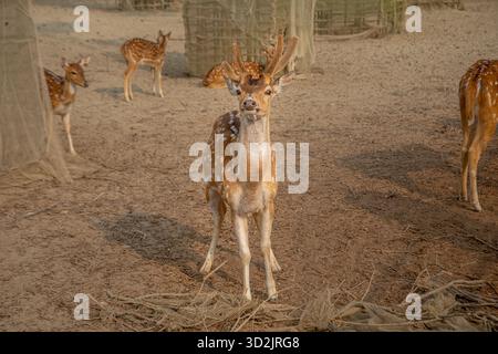 Cerf rouge dans un zoo. Khulna, Bangladesh. Banque D'Images