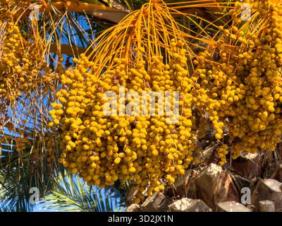 Des grappes de fruits de palmier dattier doré mûrs pendent densément de longues tiges, illuminées par la lumière du soleil sur un ciel bleu clair, créant un tropi vif Banque D'Images
