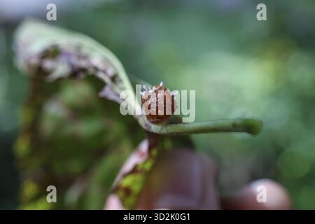 Minuscule créature brune épaisse sur feuille verte dans un cadre de jungle sauvage. Cette photo macro met en valeur les détails complexes et la texture des petits insectes dans son h naturel Banque D'Images