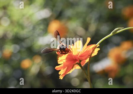 Abeille volant au-dessus de fleur d'oranger vibrante pour recueillir le nectar dans le jardin d'été. insecte délicat avec des ailes en mouvement, pollinisant la fleur jaune contre saf Banque D'Images