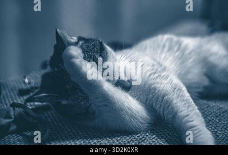 Chat blanc avec les yeux ambrés reposant sur un oreiller confortable Banque D'Images