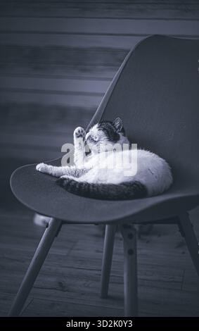 Scène de maison confortable avec chat de race pure se reposant tranquillement Banque D'Images