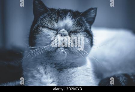 Chat exotique blanc reposant sur un coussin beige, rayonnant la paix Banque D'Images