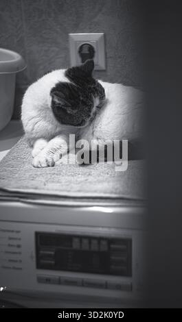 Beau chat exotique blanc pur Snoopy se relaxant sur une machine à laver dans une buanderie lumineuse, incarnant l'élégance, la tranquillité Banque D'Images