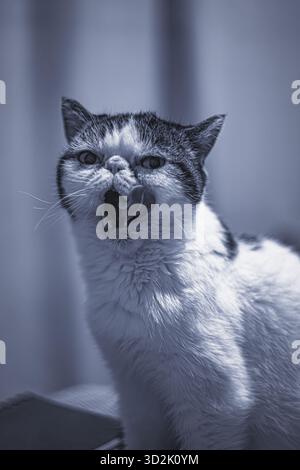 Chat exotique blanc dans la pose détendue sur le canapé du salon Banque D'Images