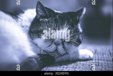 Chat pur moelleux s'étirant confortablement sur la table de la cuisine Banque D'Images
