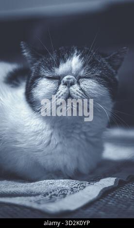 Chat paisible se reposant dans une atmosphère chaleureuse à la maison Banque D'Images