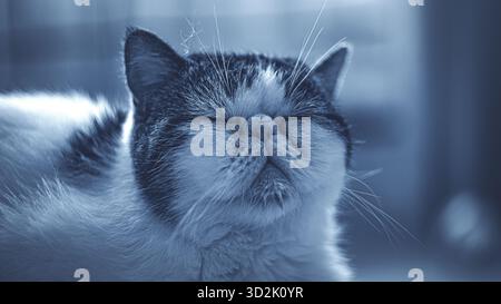 Chat élégant se relaxant sur le canapé avec des oreillers confortables Banque D'Images