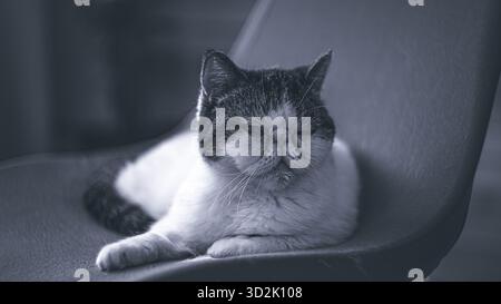 Chat rond mignon appréciant le confort domestique Banque D'Images