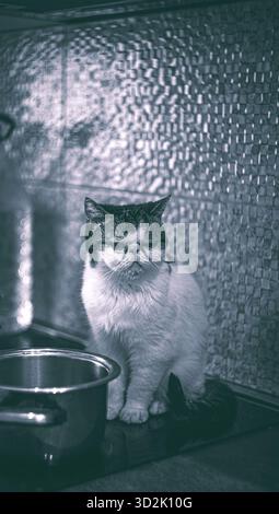 Chat blanc reposant sous la lumière chaude du soleil sur un canapé moelleux Banque D'Images