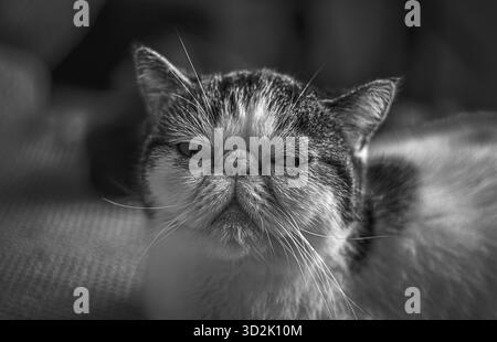 Chat exotique domestique paisiblement allongé sur une table de cuisine Banque D'Images
