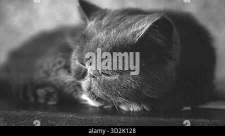Chat blanc exotique shorthair se relaxant près de la fenêtre dans le soleil du matin Banque D'Images