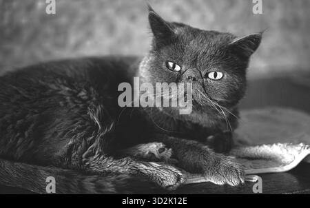 Chat exotique blanc couché gracieusement sur un canapé moelleux à la lumière du jour Banque D'Images