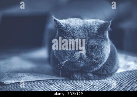 Chat exotique shorthair avec le visage rond reposant sur un coussin confortable Banque D'Images