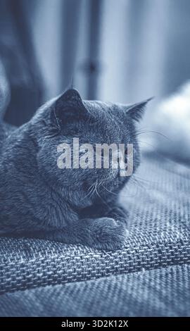 Chat shorthair exotique pur se relaxant paisiblement sur un canapé confortable dans une lumière chaude Banque D'Images