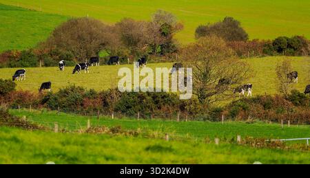 Les vaches paissent sur les collines herbeuses dans la campagne de West Cork, en Irlande, par un après-midi ensoleillé. Banque D'Images