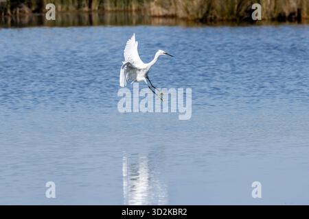 Une petite aigrette venant sur terre sur un lac sous le soleil de septembre Banque D'Images