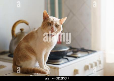 Un chat au gingembre et blanc est assis sur le comptoir de la cuisine regardant autour. La lumière du soleil pénètre, créant une atmosphère chaleureuse. Banque D'Images