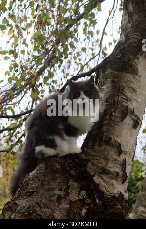 Chat assis sur un arbre dans la forêt d'automne. Beau chat moelleux. Beau chat persan gris et blanc moelleux assis sur un bouleau Banque D'Images