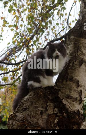 Chat assis sur un arbre dans la forêt d'automne. Beau chat moelleux. Beau chat persan gris et blanc moelleux assis sur un bouleau Banque D'Images