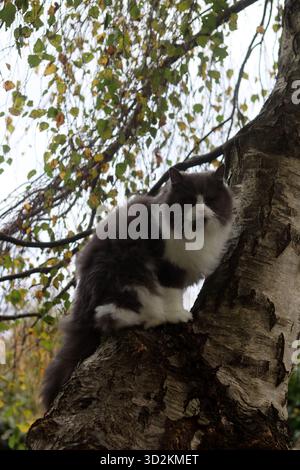 Chat assis sur un arbre dans la forêt d'automne. Beau chat moelleux. Beau chat persan gris et blanc moelleux assis sur un bouleau Banque D'Images
