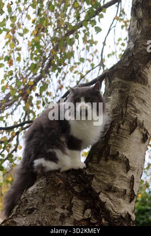 Chat assis sur un arbre dans la forêt d'automne. Beau chat moelleux. Beau chat persan gris et blanc moelleux assis sur un bouleau Banque D'Images