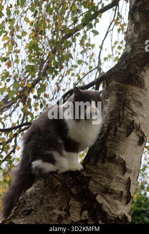 Chat assis sur un arbre dans la forêt d'automne. Beau chat moelleux. Beau chat persan gris et blanc moelleux assis sur un bouleau Banque D'Images