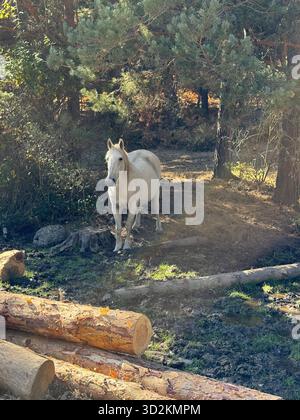 Un cheval blanc se dresse calmement dans une forêt ensoleillée, entouré de pins et de bûches tombées. Lumière naturelle, ambiance sereine Banque D'Images