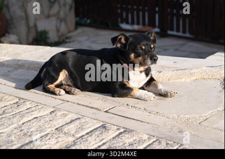 Un chien détendu et heureux profite de la lumière du soleil sur une surface de pierre chaude à l'extérieur Banque D'Images