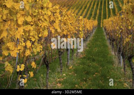 Vignoble, vignes, vignes, viticulture, graphique, Oberstenfeld, Bottwartal, montagnes Loewensteiner, couleurs d'automne, automne, Bade-Wuertemberg, Germa Banque D'Images