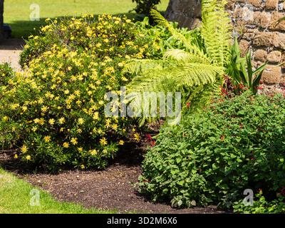 Plantation exotique avec Euryops pectinatus, Dicksonia antarctica et Salvia elegans dans le jardin thématique du château Walmer Banque D'Images