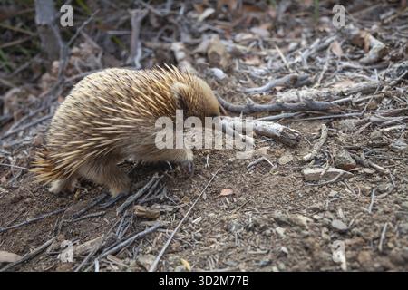 Une échidne longe le chemin au coucher du soleil. La lumière chaude se trouve sur les rochers et la mer. Cape Raoul, Tasman Peninsula, Tasmanie, Australie Banque D'Images