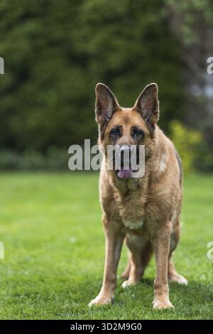 Chien berger allemand senior reposant sur l'herbe. Portrait intégral du corps Banque D'Images