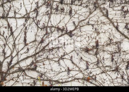Branches grimpant plante avec des baies sur le fond de mur de plâtre blanc Banque D'Images
